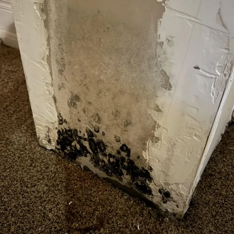 Professional Mold Removal in North Muskegon, MI